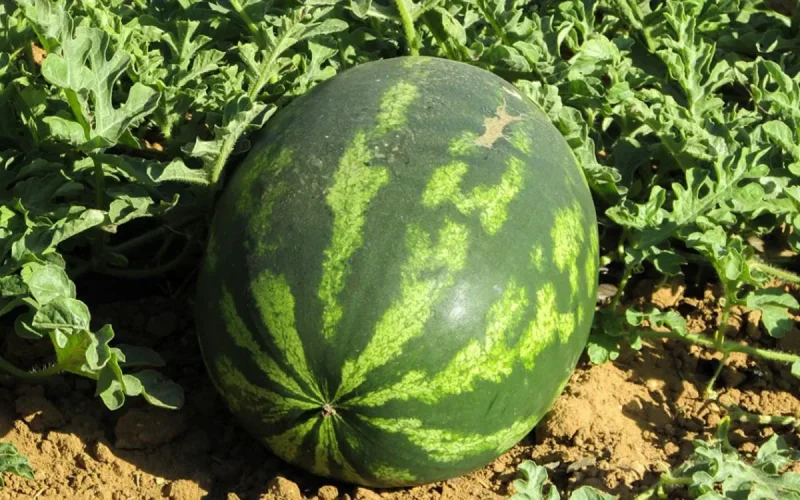 Pas d'engrais à « base d'excréments humains », affirme l'ONSSA