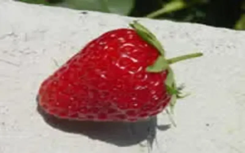 Polonais et Marocains se disputent les fraises d'Andalousie