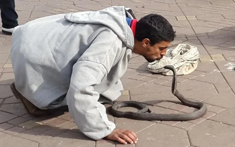 Un charmeur de serpents meurt à Marrakech après la morsure de sa vipère