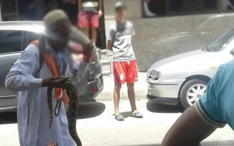 Mort d'un charmeur de serpent mordu en plein spectacle (vidéo)