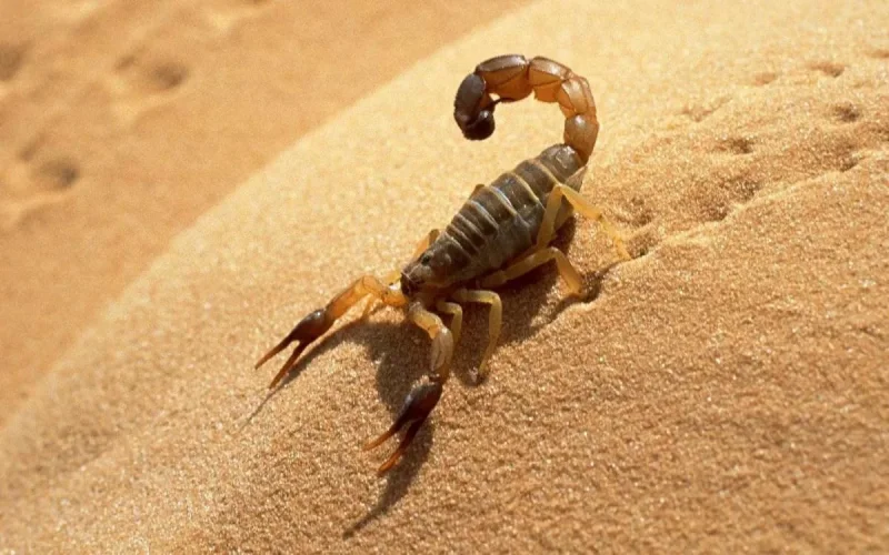 Maroc : trois morts après des piqures de scorpion