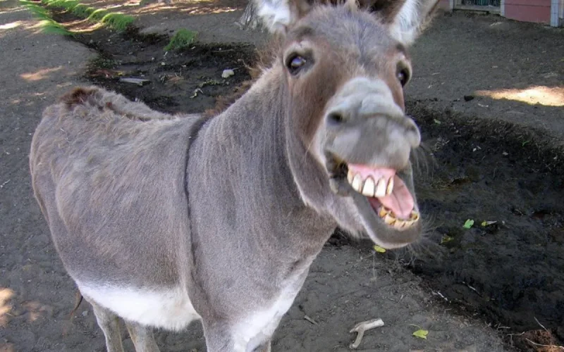 Insolite : la douane marocaine met aux enchères une mule (photo)