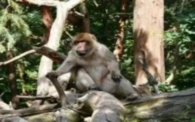 Aller simple pour Paris