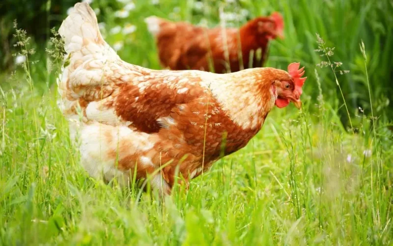 Maroc : la FISA affirme que le poulet marocain n'est pas interdit d'exportation en Europe