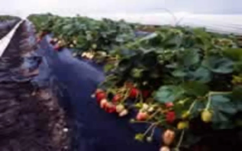 5000 Marocains errent dans les rues de Huelva !