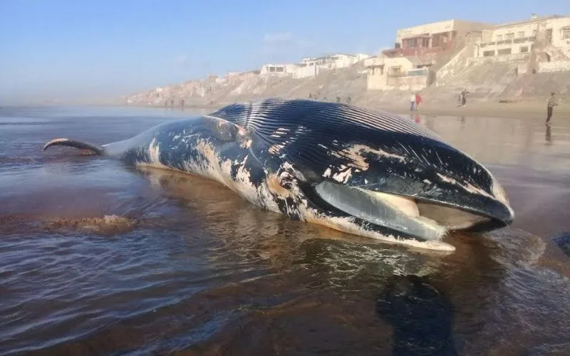 Un rorqual de 13 mètres échoue près de Casablanca (photos et vidéo)