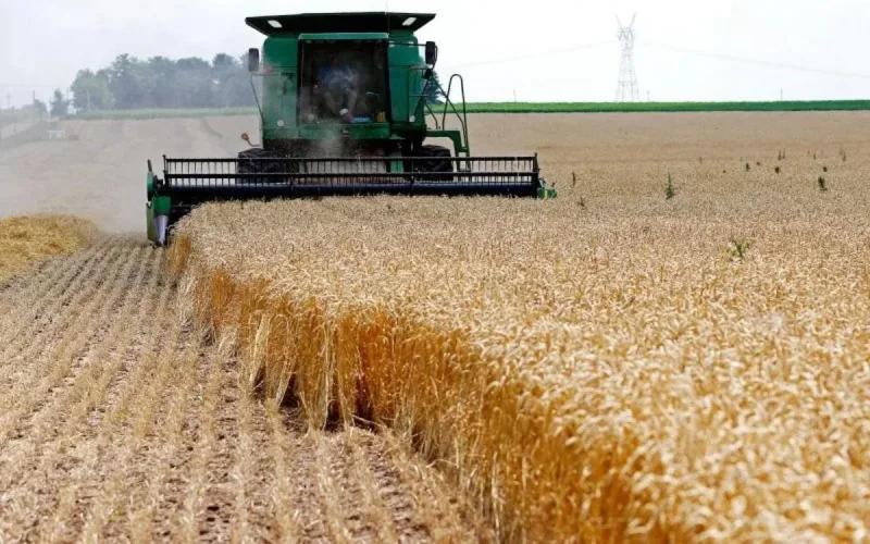 Maroc : les droits de douane pour le blé passent de 30% à 130%