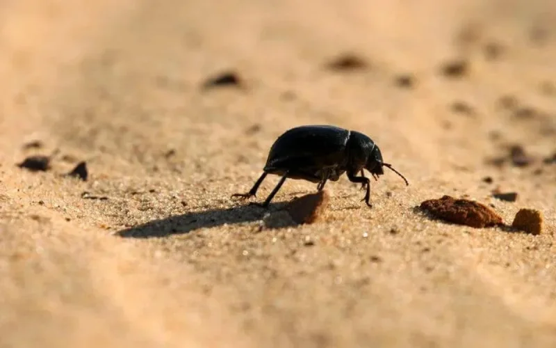 Maroc : jusqu'à 46 degrés prévus aujourd'hui