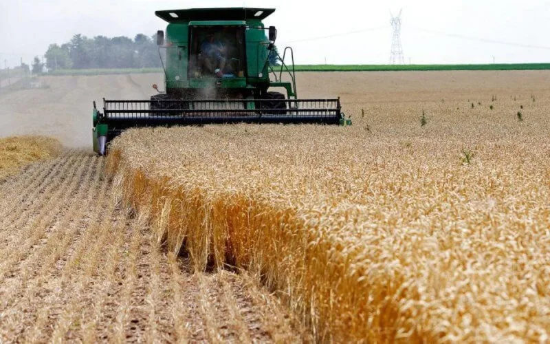 Maroc : les droits de douane pour le blé suspendus