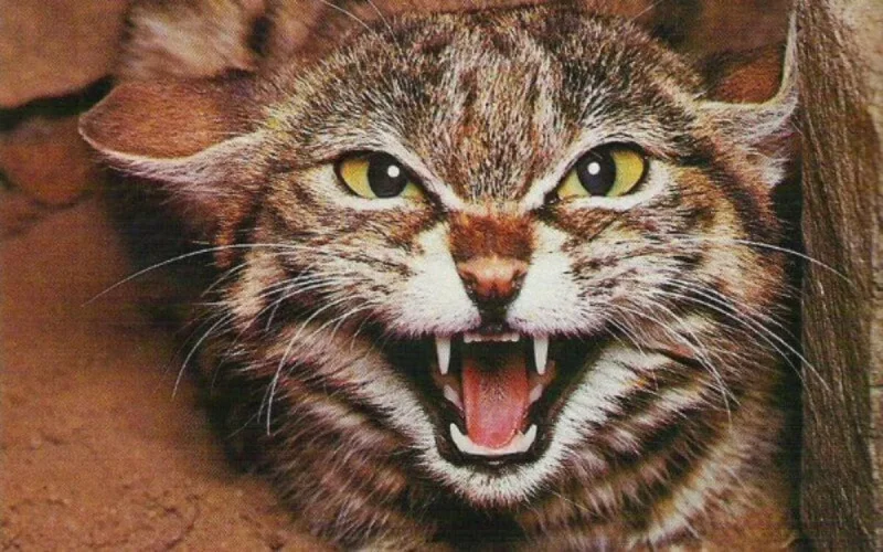 Mort d'un Britannique suite à une morsure de chat au Maroc 