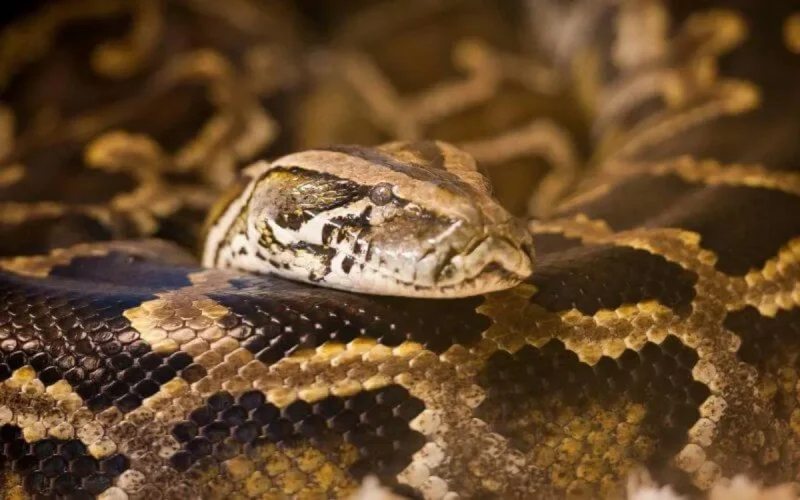 Le zoo de Rabat va accueillir de nouvelles espèces