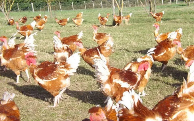 France : 12 mois de prison et 7.500 euros pour un abattoir halal clandestin