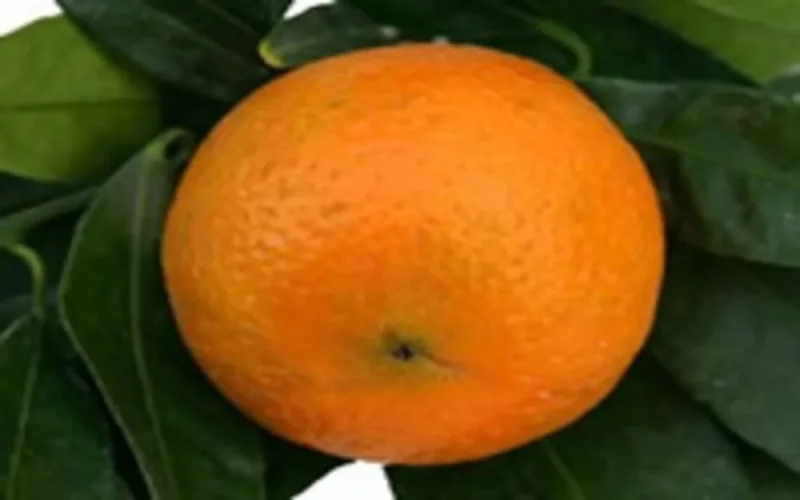 La clémentine Soussi a du succès