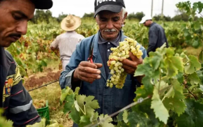 L'agriculture biologique séduit de plus en plus de Marocains