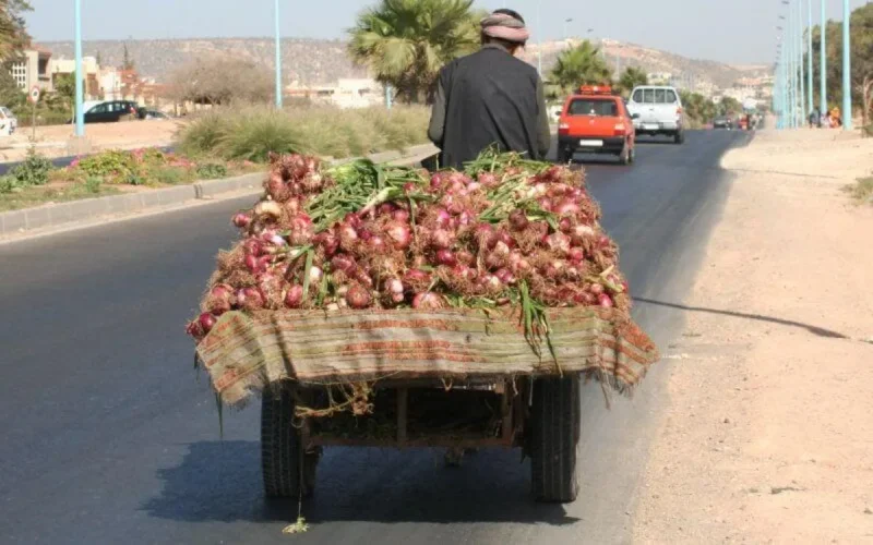 Maroc : très cher oignon