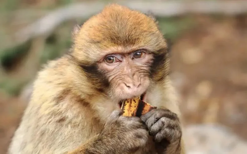 Maroc : la police interroge le tueur d'un singe à El Hajeb