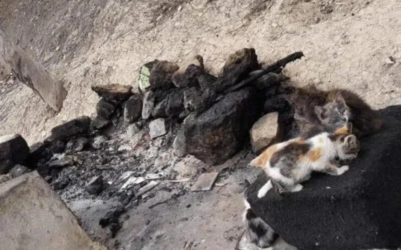 Maroc : enquête après le massacre de chats à Safi