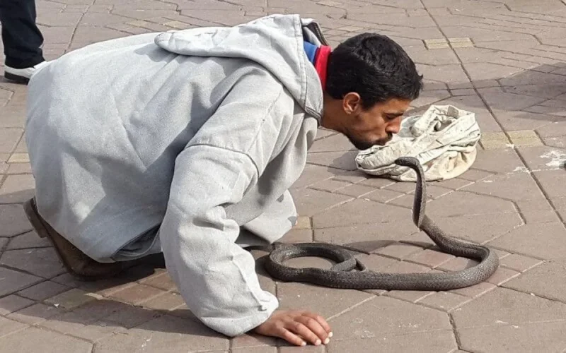 Marrakech : un charmeur de serpents fait chanter une touriste scandinave