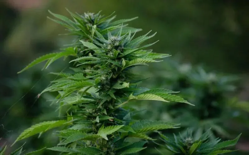 Rif : moins de cèdre, plus de cannabis