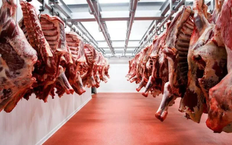 Maroc : très sales abattoirs