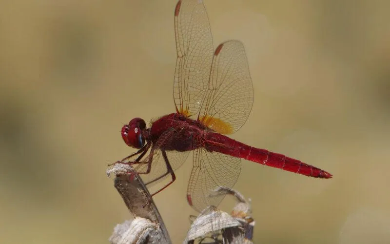Maroc : un insecte menace la population