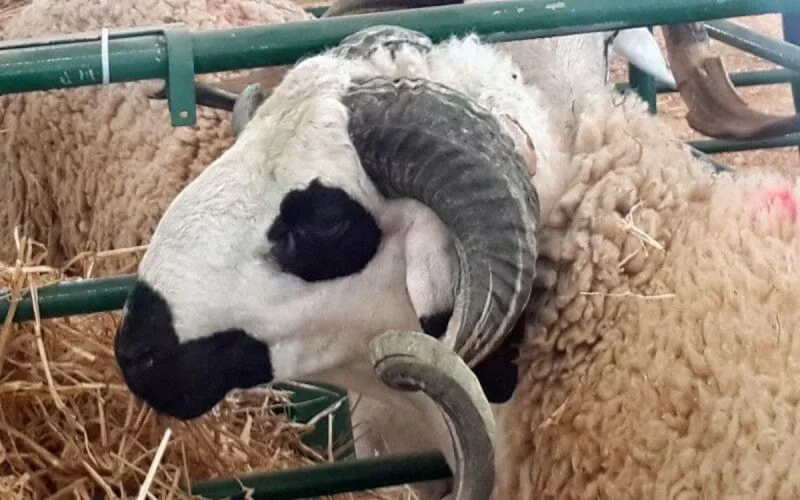 Quand aura lieu l'Aïd al-Adha en France ?