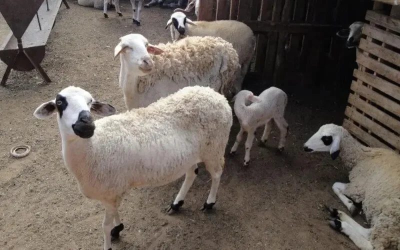 Aïd al-Adha : les moutons marocains divisent à Melilla