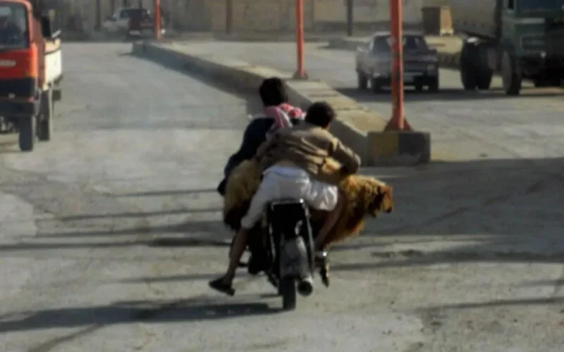 Maroc : une bande de voleurs de moutons démantelée à Driouch