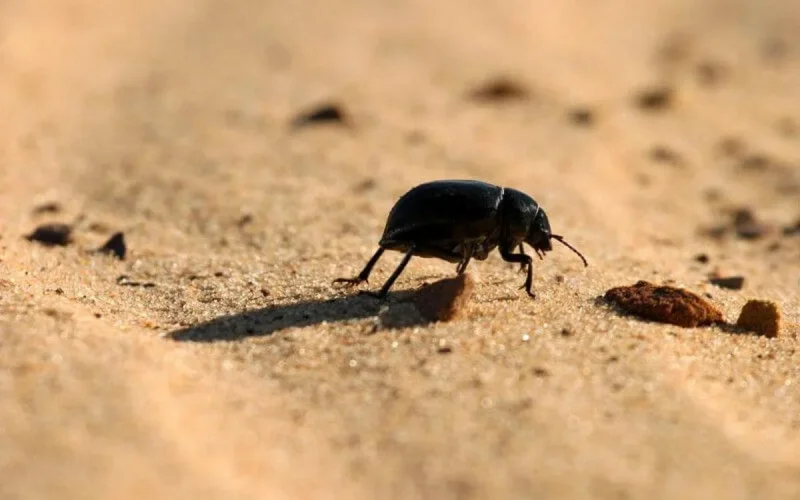 Maroc : jusqu'à 46°C aujourd'hui