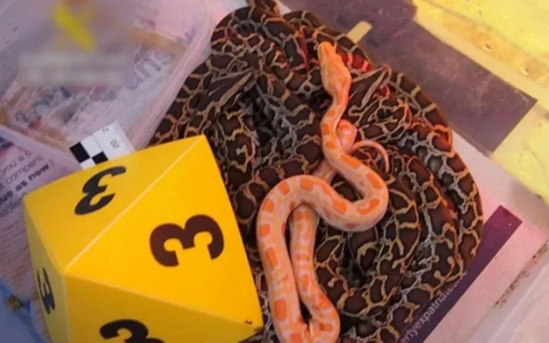 Espagne : dix trafiquants d'espèces animales vers le Maroc arrêtés