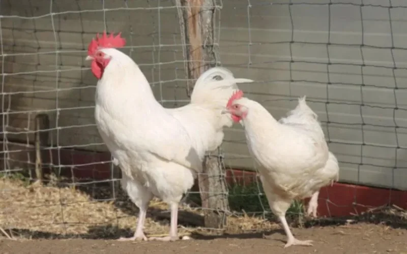 Maroc : pourquoi le poulet est-il aussi cher ?