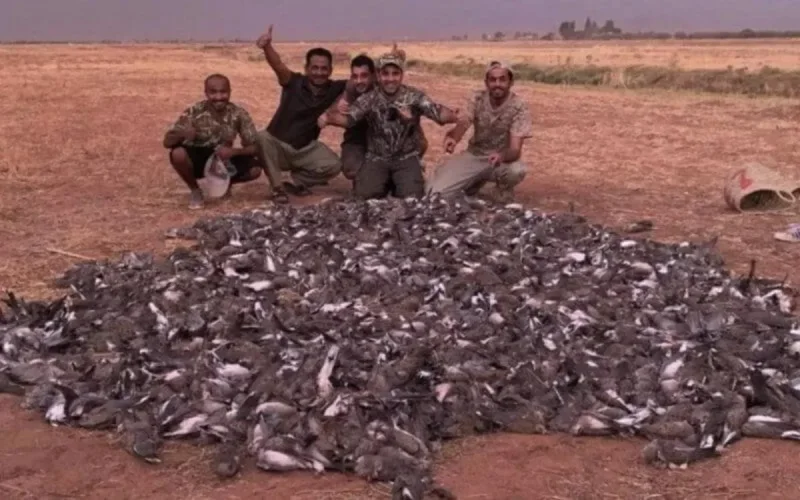 Maroc : des sanctions après "le massacre" de 1.500 tourterelles