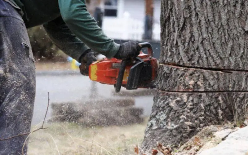 Vive polémique après le déracinement d'arbres à Fès
