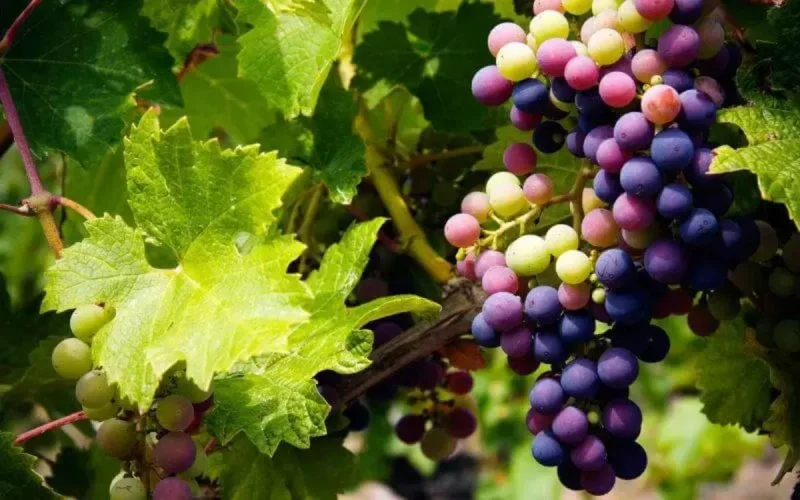 Viticulture : 200 millions de dirhams par an pour l'exportation par le Maroc