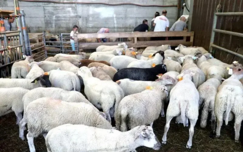 Halal : vers la fin de l'abattage sans étourdissement en France ?