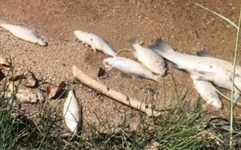 Maroc : mort suspecte de centaines de poissons près d'Agadir