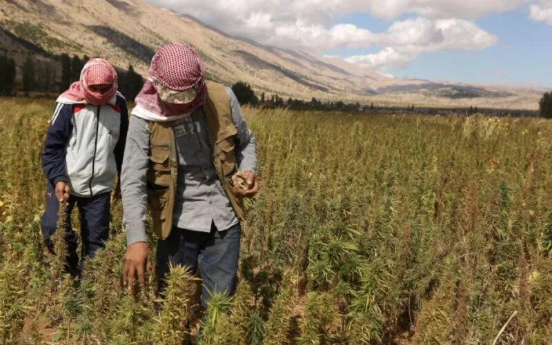 Surproduction de haschich au Liban, désarroi des producteurs