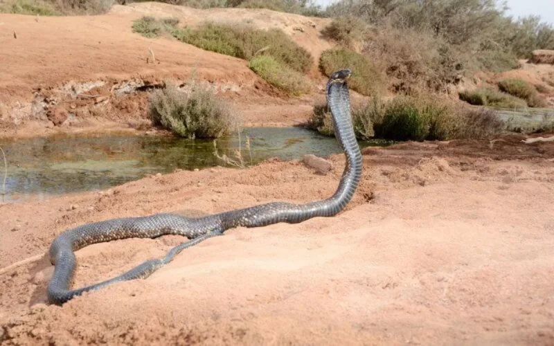 Maroc : une morsure de serpent envoie un élève et son professeur à l'hôpital