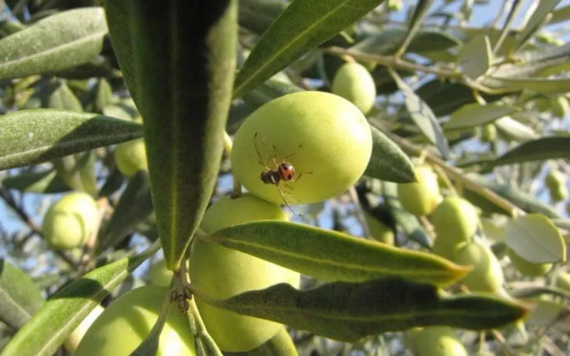 Maroc : l'huile d'olive ne présente aucun danger pour la santé