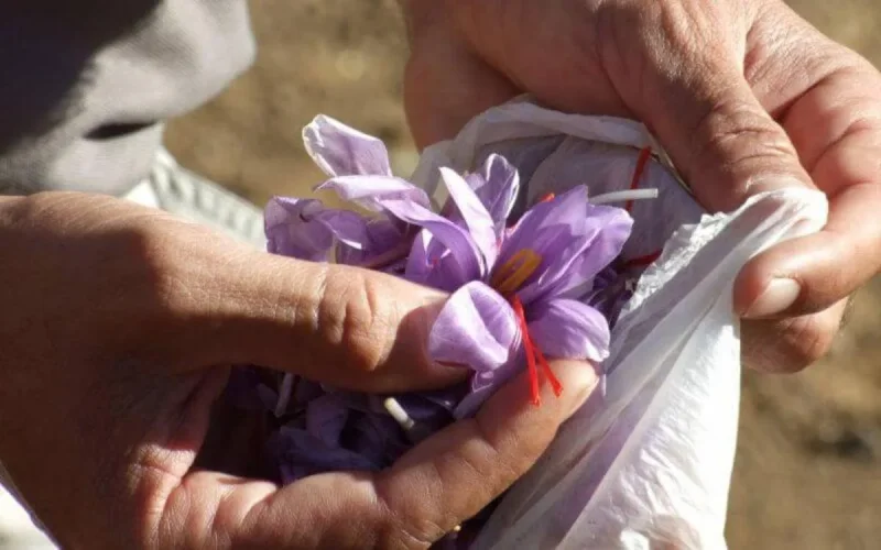 Le Maroc produit 6,5 tonnes de safran