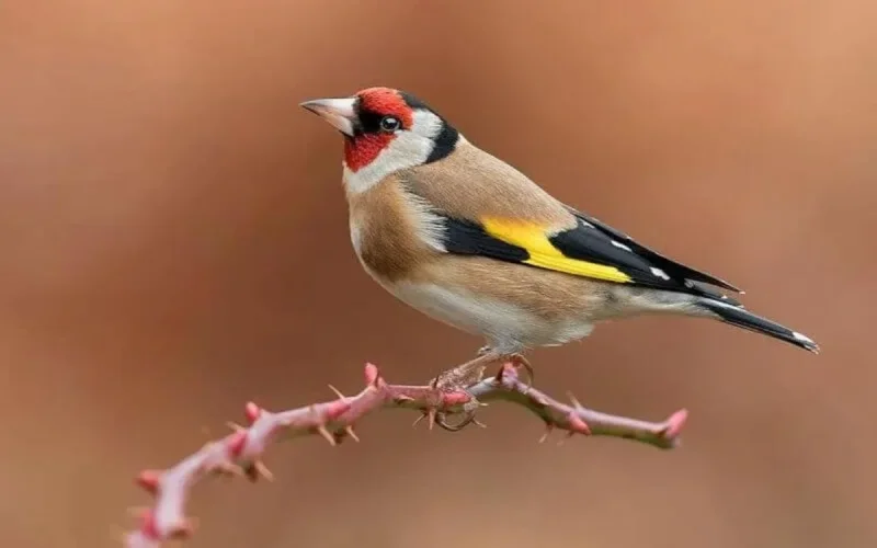 Oujda : la douane sauve 1680 oiseaux chardonnerets