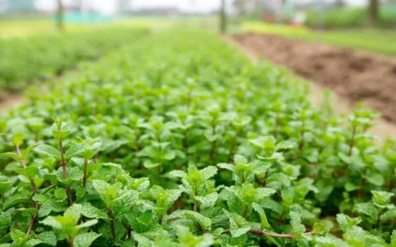 La menthe impropre à la consommation dans le viseur de l'ONSSA