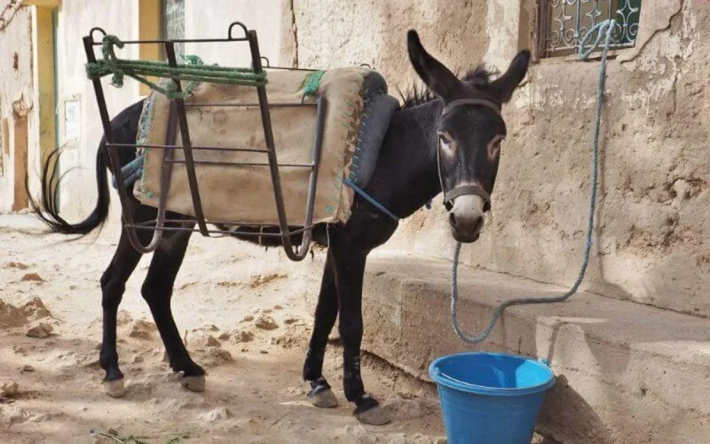 Insolite : un âne vendu aux enchères