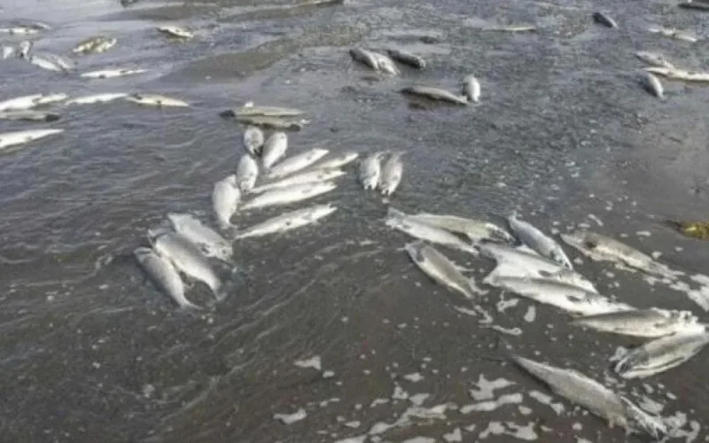 Béni Mellal : la véritable cause de la mort de poissons dans un barrage