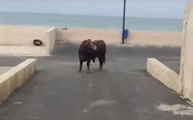 Un taureau s'échappe d'un abattoir et sème la panique à Rabat (vidéo)