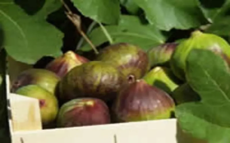 L'Espagne intéressé par la location des terres agricoles au Maroc