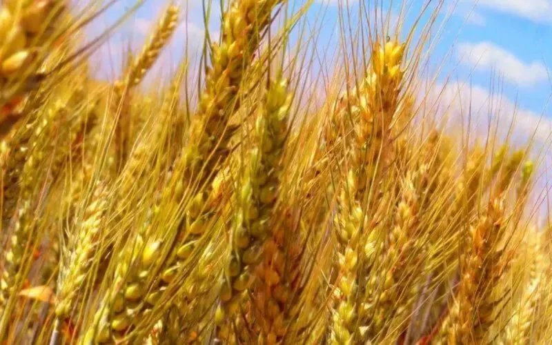 Le Maroc met fin aux taxes d'importation sur le blé