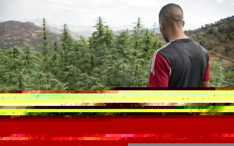 Dépénalisation du cannabis : cheval de bataille des partis politiques ?