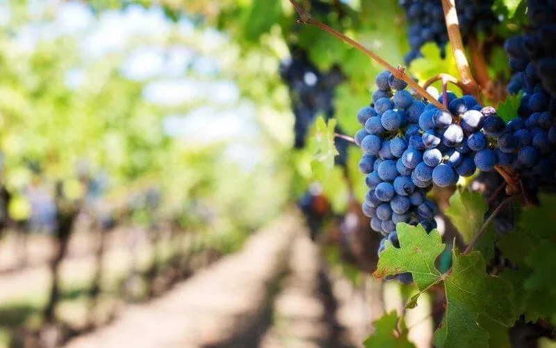 Pesticides : le danger qui menace la santé des Marocains