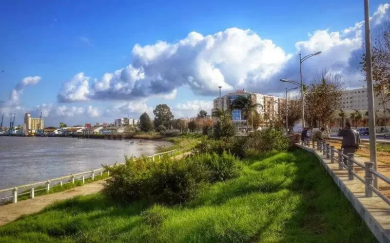 Destruction de palmiers à Kénitra